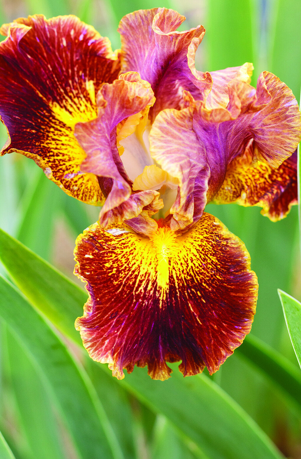 PAPRIKASH SIBERIAN IRIS 1gal