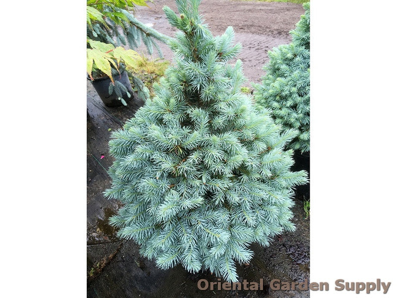 SESTER DWARF SPRUCE TREE 3'-4' 15" PREM CEDAR BX