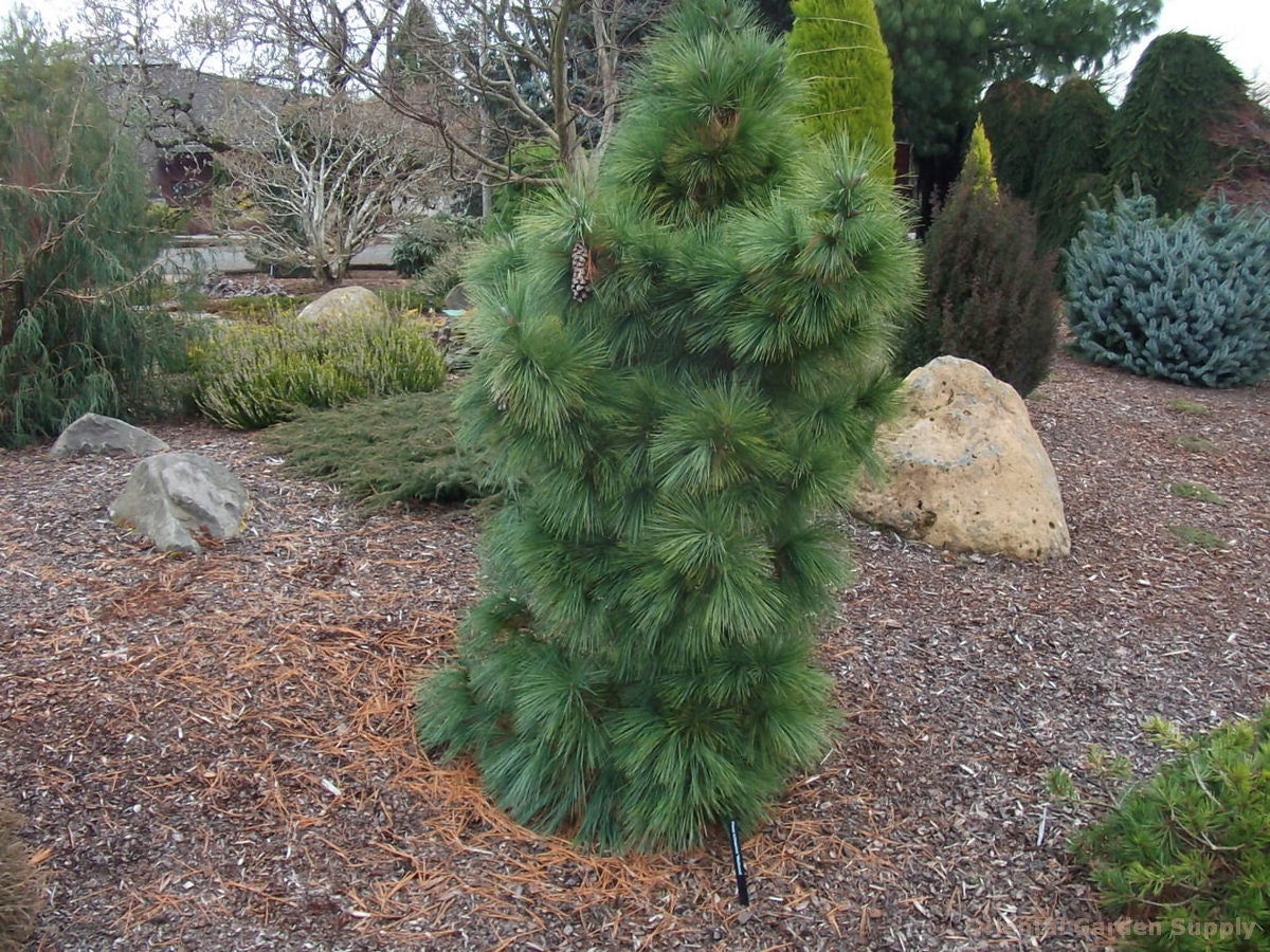 WIETHORST PINE TREE 3gal