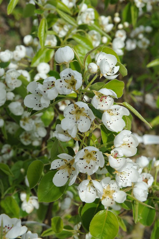 COMICE PEAR TREE 7gal