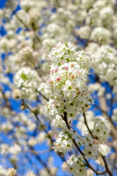 BARTLETT PEAR TREE 5gal