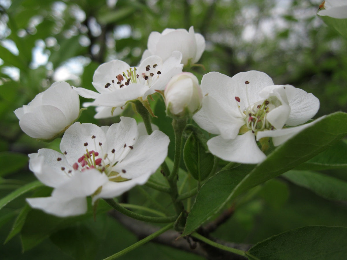BARTLETT PEAR TREE 5gal