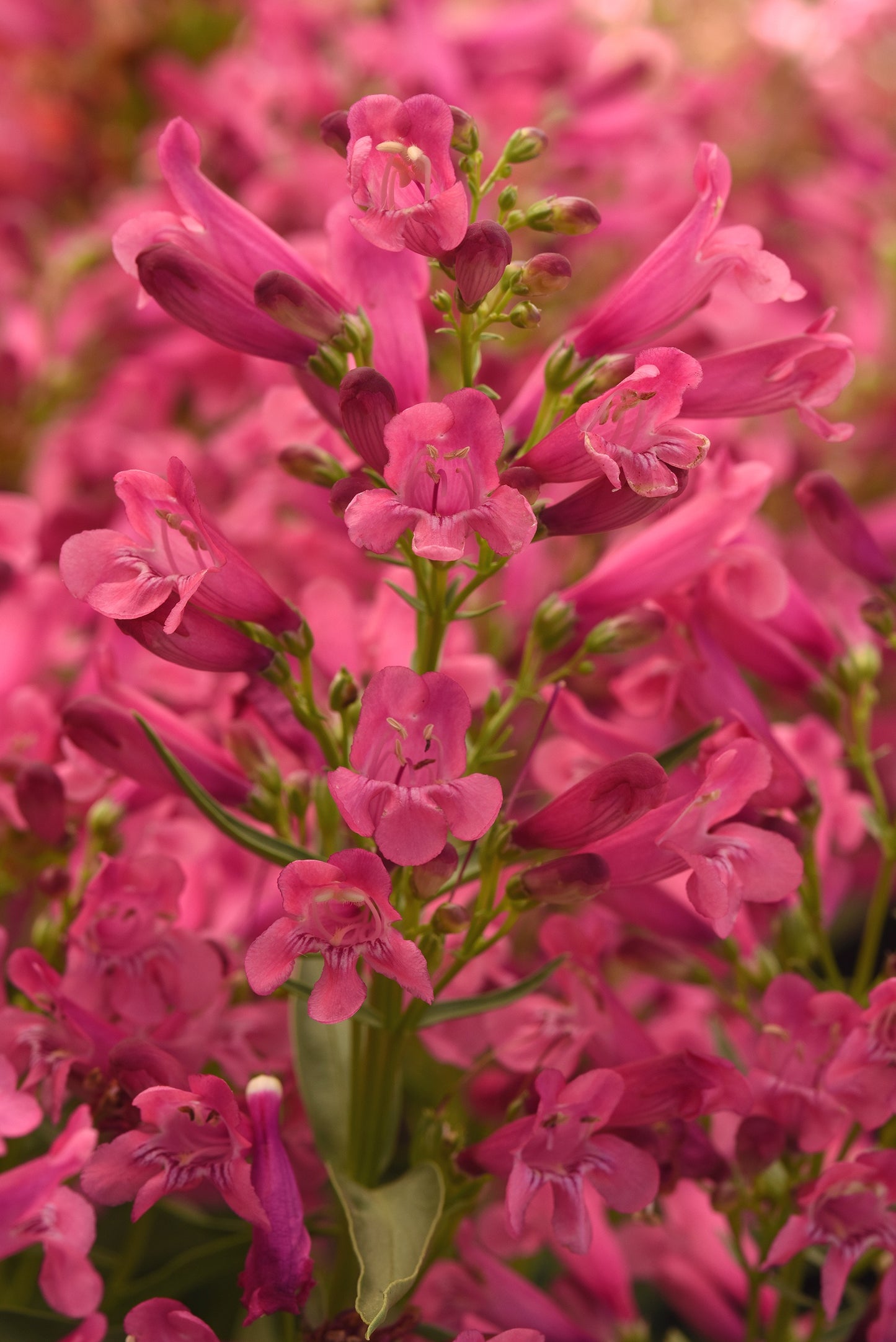 ROCK CANDY PINK IMP PENSTEMON 1gal