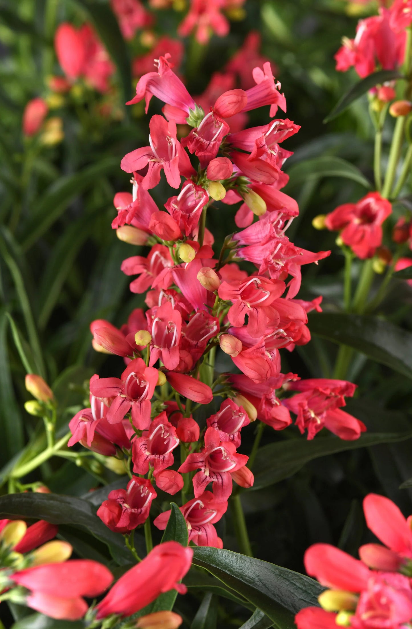 ROCK CANDY CORAL PENSTEMON 1gal