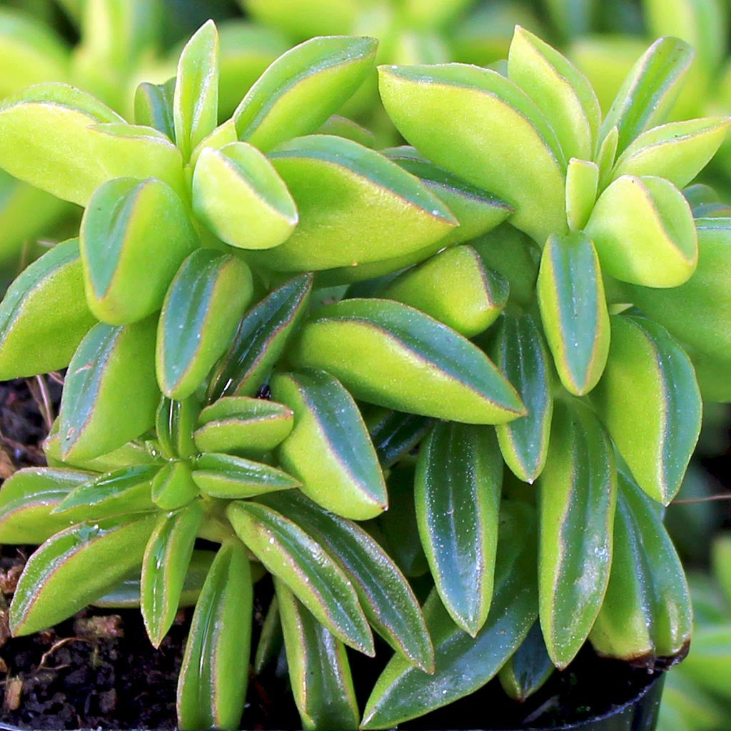 Taco Leaf Peperomia