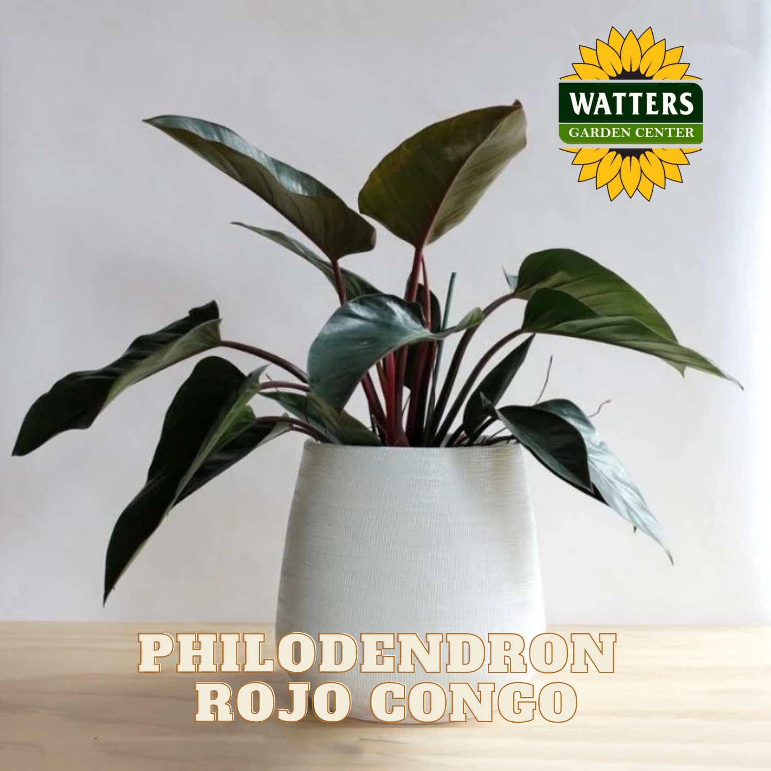 Potted Philodendron Rojo Congo plant with Watters Garden Center logo.