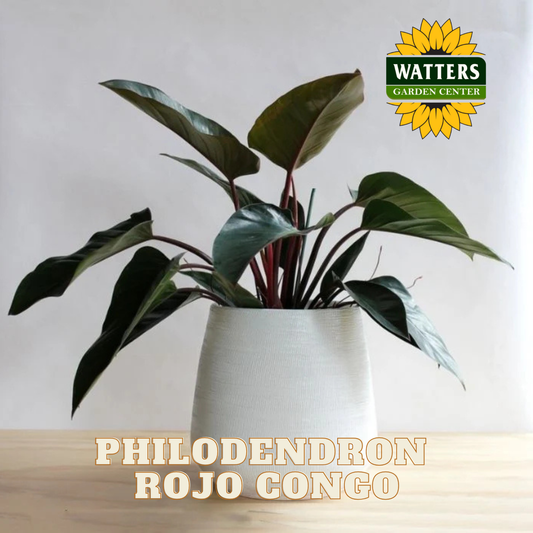 Potted Philodendron Rojo Congo plant with Watters Garden Center logo.
