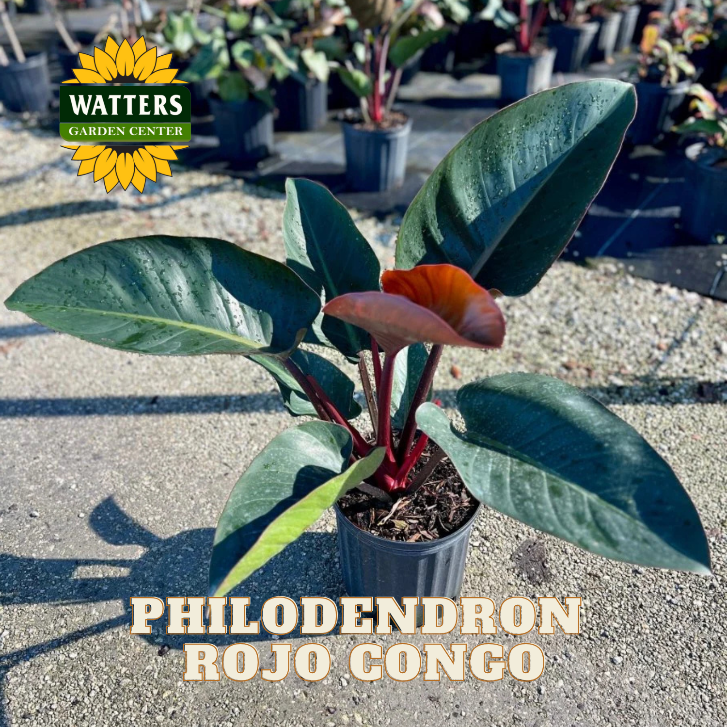 Potted Philodendron Rojo Congo plant with Watters Garden Center logo in the background.