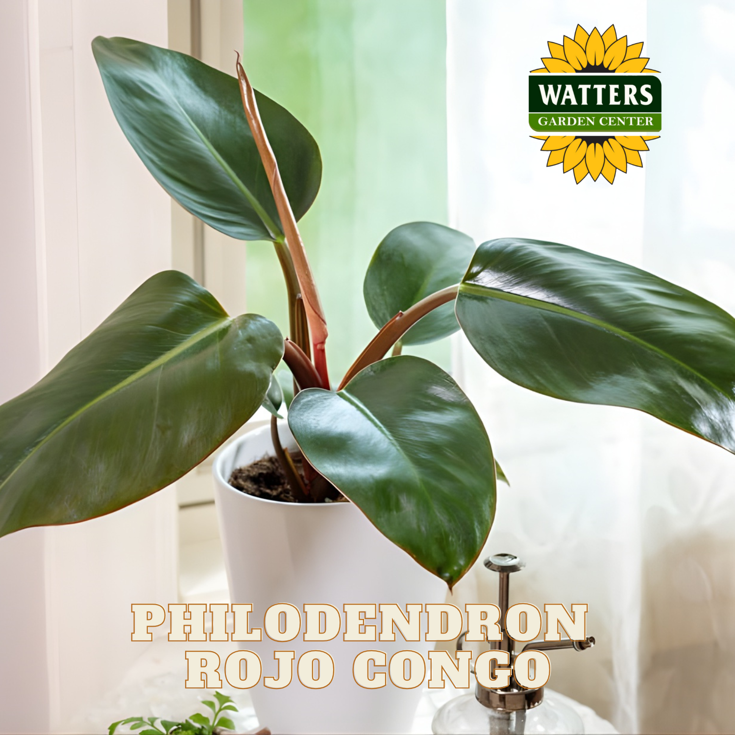Potted Philodendron Rojo Congo plant with Watters Garden Center branding.