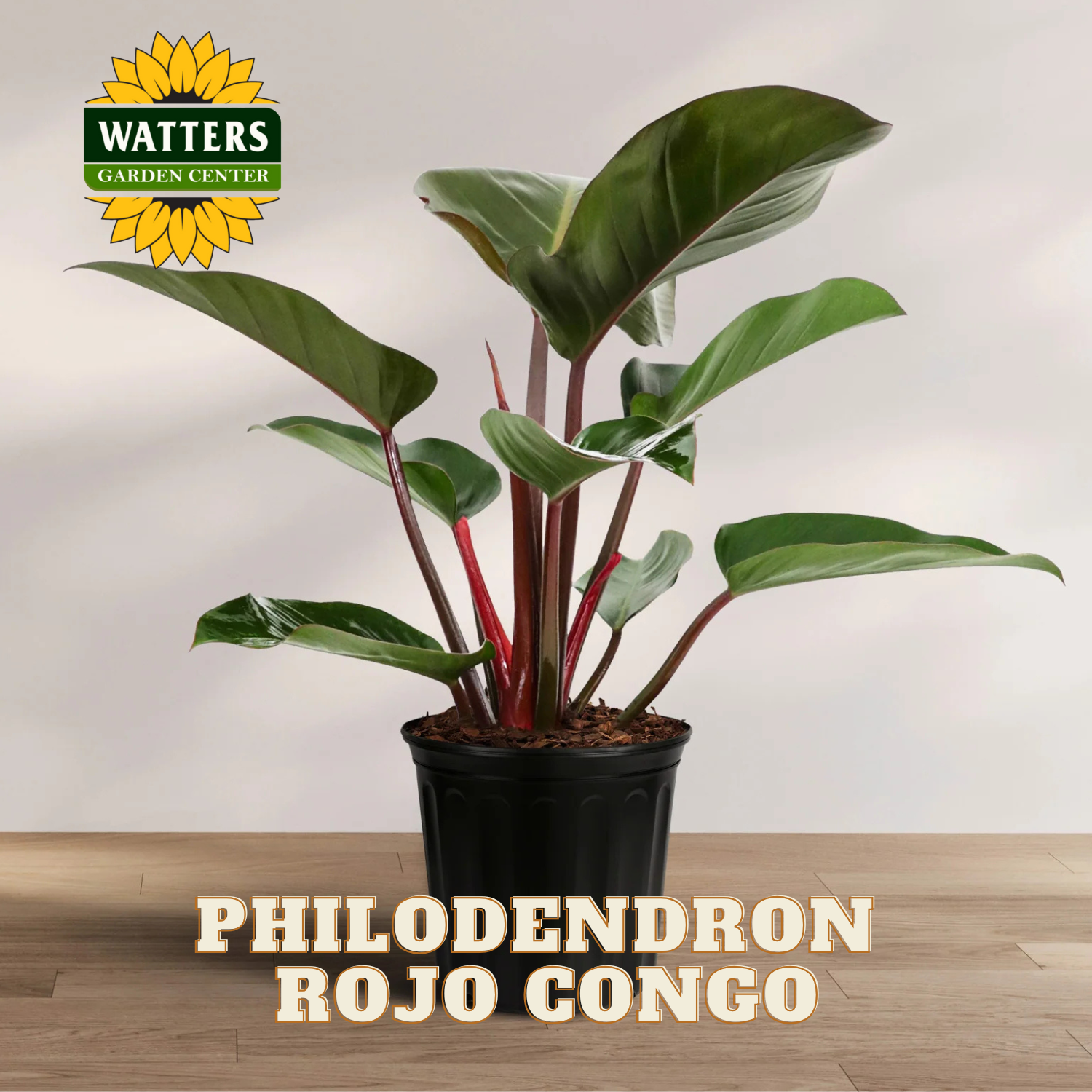 Potted Philodendron Rojo Congo plant on a wooden surface with Watters Garden Center logo.