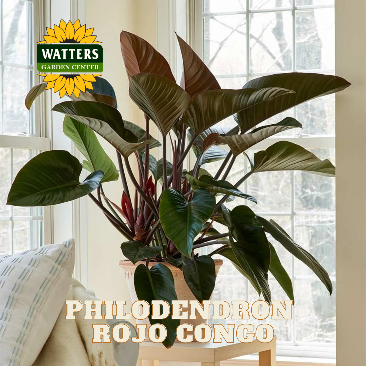 Potted Philodendron Rojo Congo plant in a room with a window, featuring Watters Garden Center branding.
