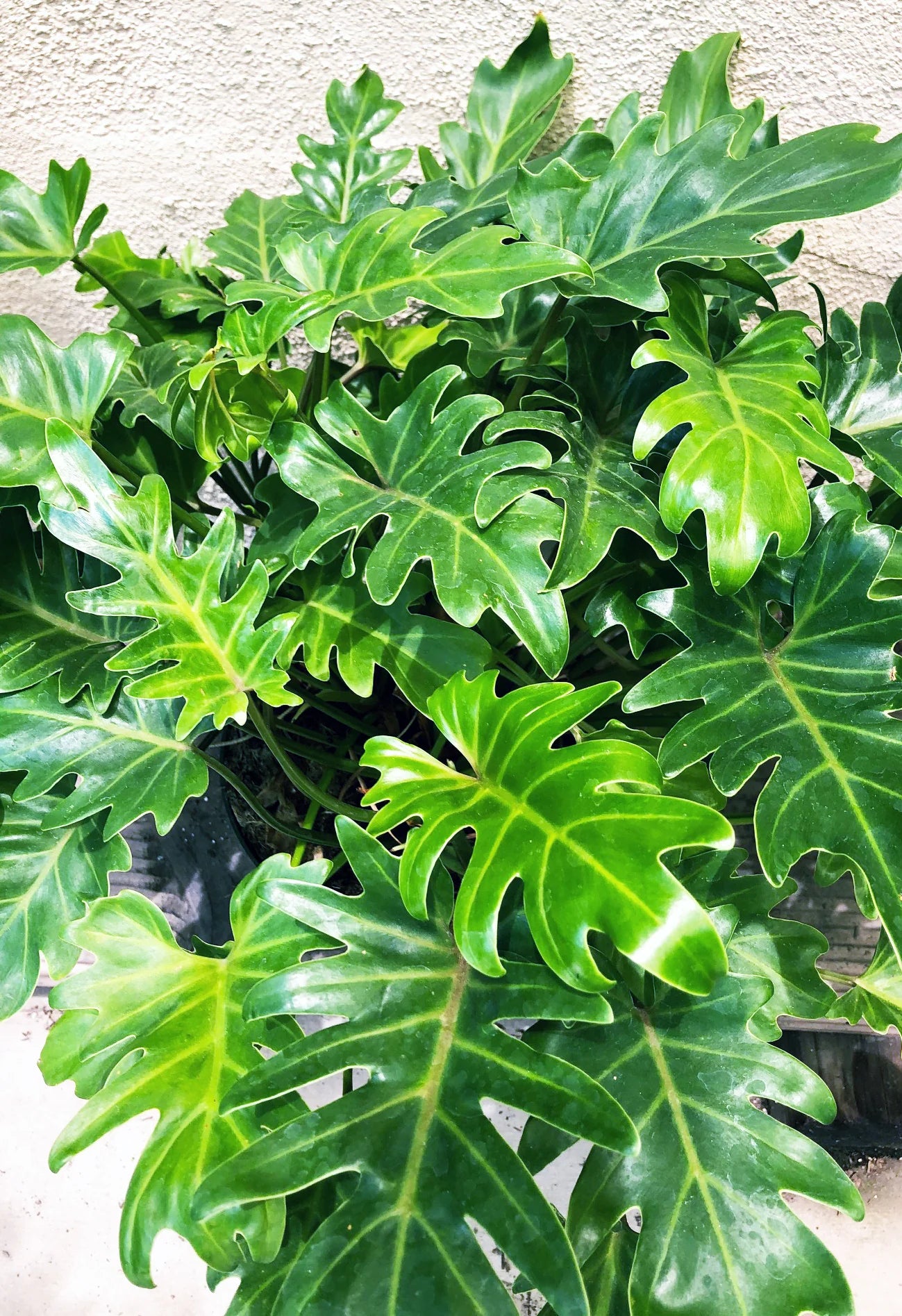 XANADU PHILODENDRON 6in