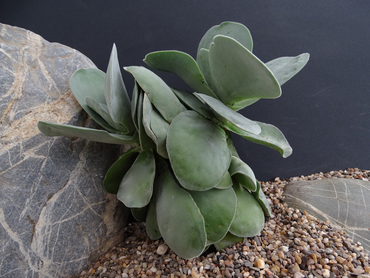 Crassula Cotyledonis