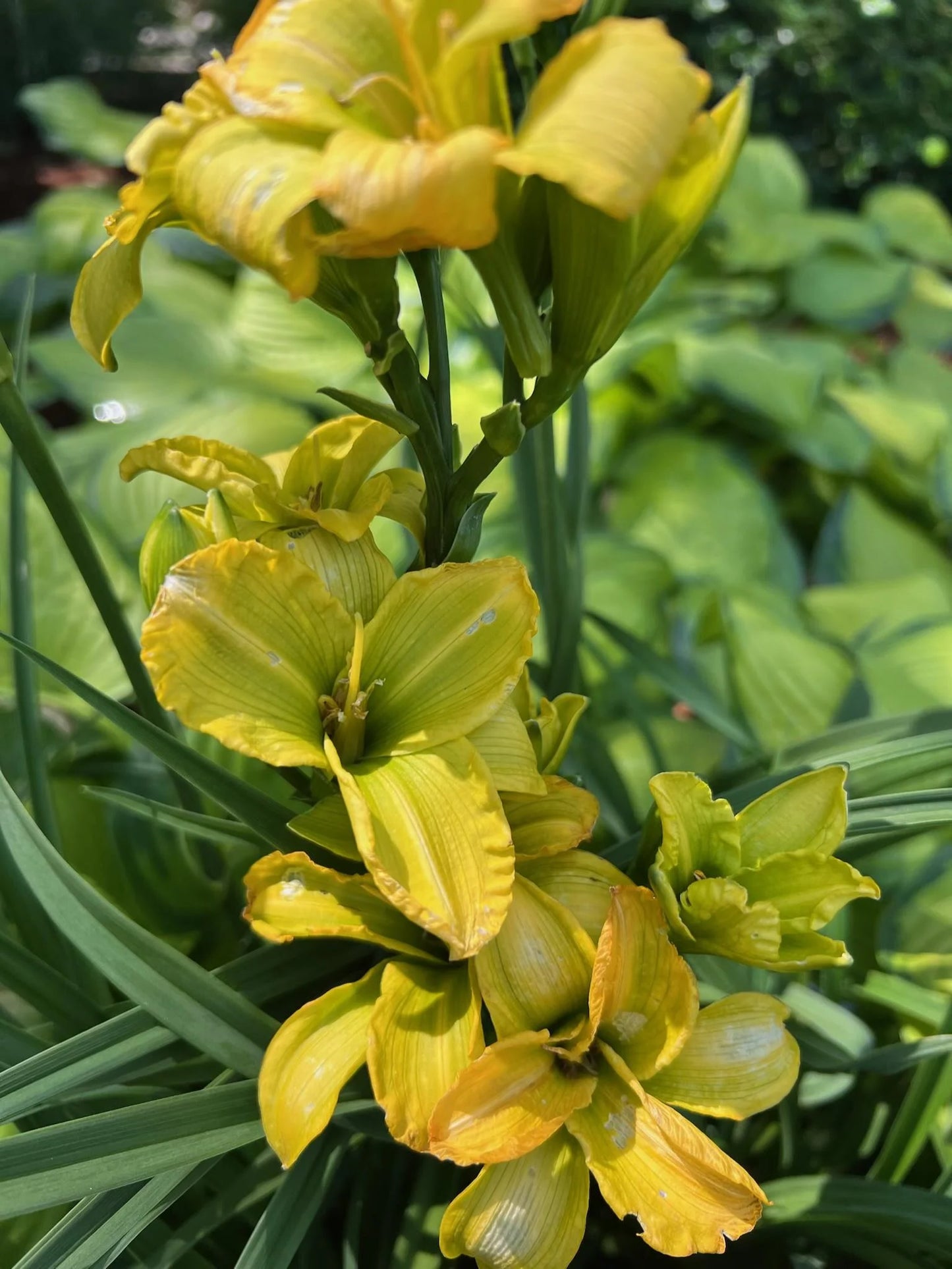 SEE YOU TOMORROW DAYLILY 1gal