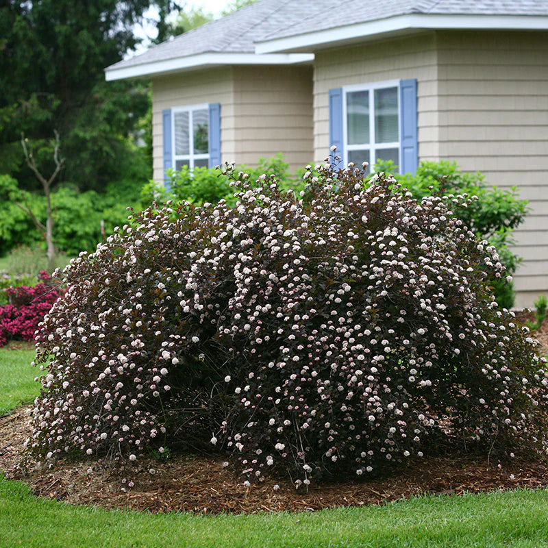 Watters Garden Center Darkstar Ninebark - Thumbnail 4