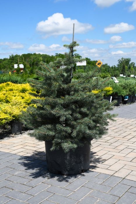 GREEN COLORADO SPRUCE 4-5ft