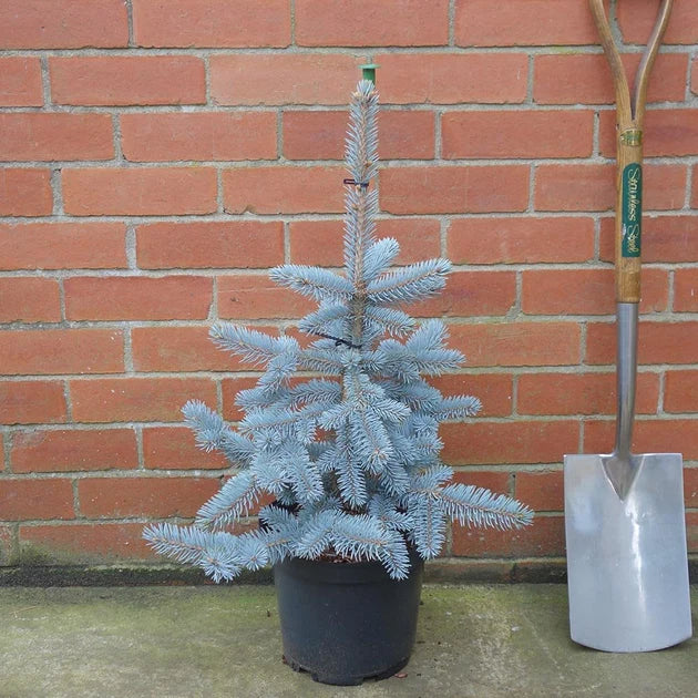 HOOPSII COLORADO SPRUCE 7gal