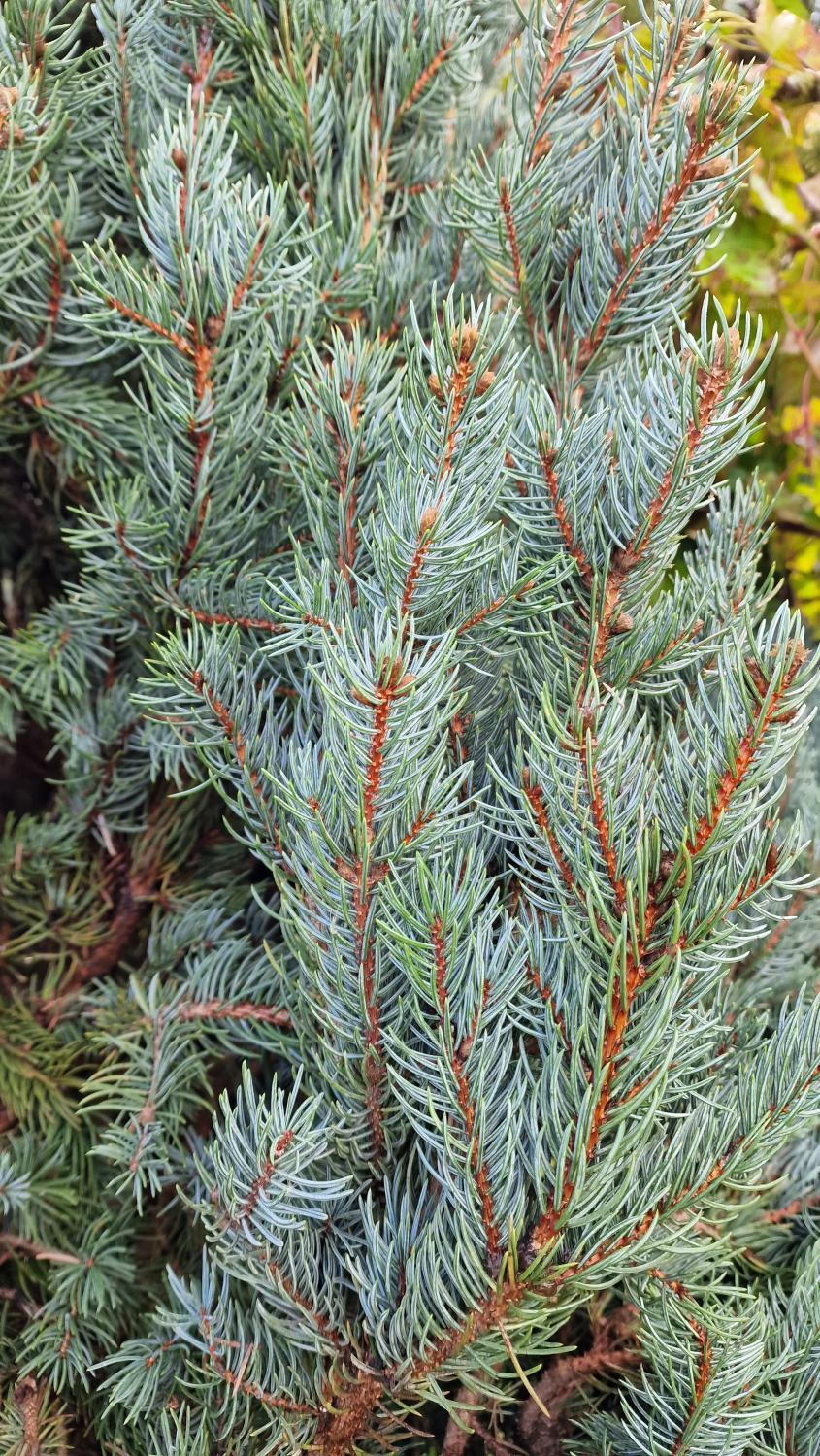 FASTIGIATA COLUMN SPRUCE 7gal