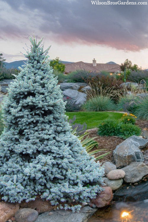 SESTER DWARF SPRUCE TREE 3'-4' 15" PREM CEDAR BX