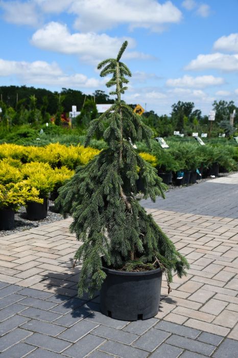WEEPING WHITE SPRUCE 5gal