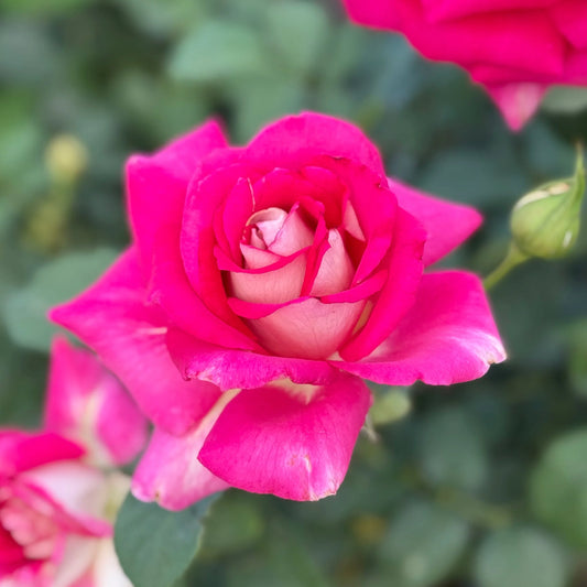 PICTURE PERFECT ROSE 5gal