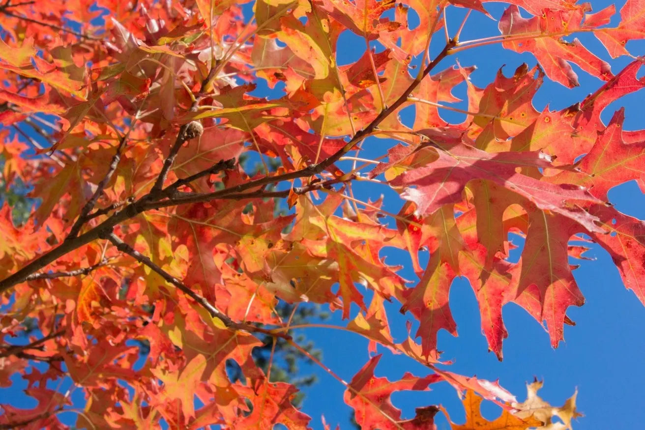 PIN OAK TREE 15gal