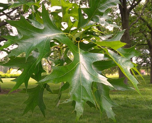 PIN OAK TREE 15gal