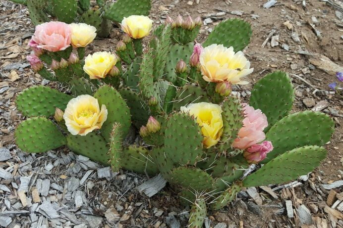 PINA COLADA PRICKLY PEAR 5gal