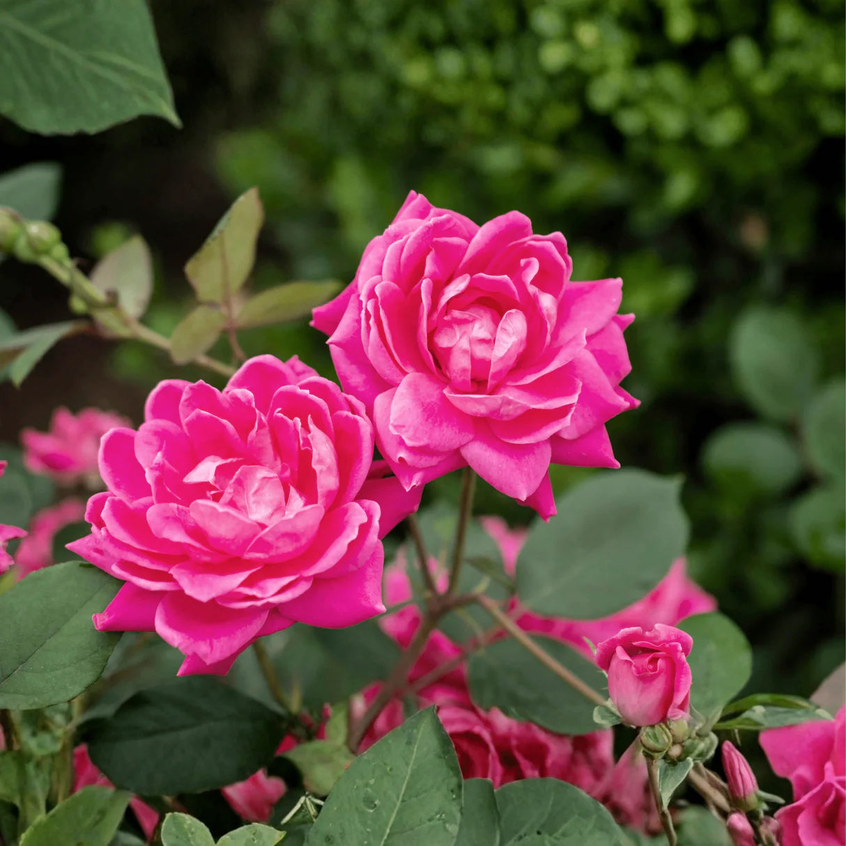 Double Pink Knock Out® Rose (ROSE K.O. DBL PINK KNOCKOUT) - 3 gallon