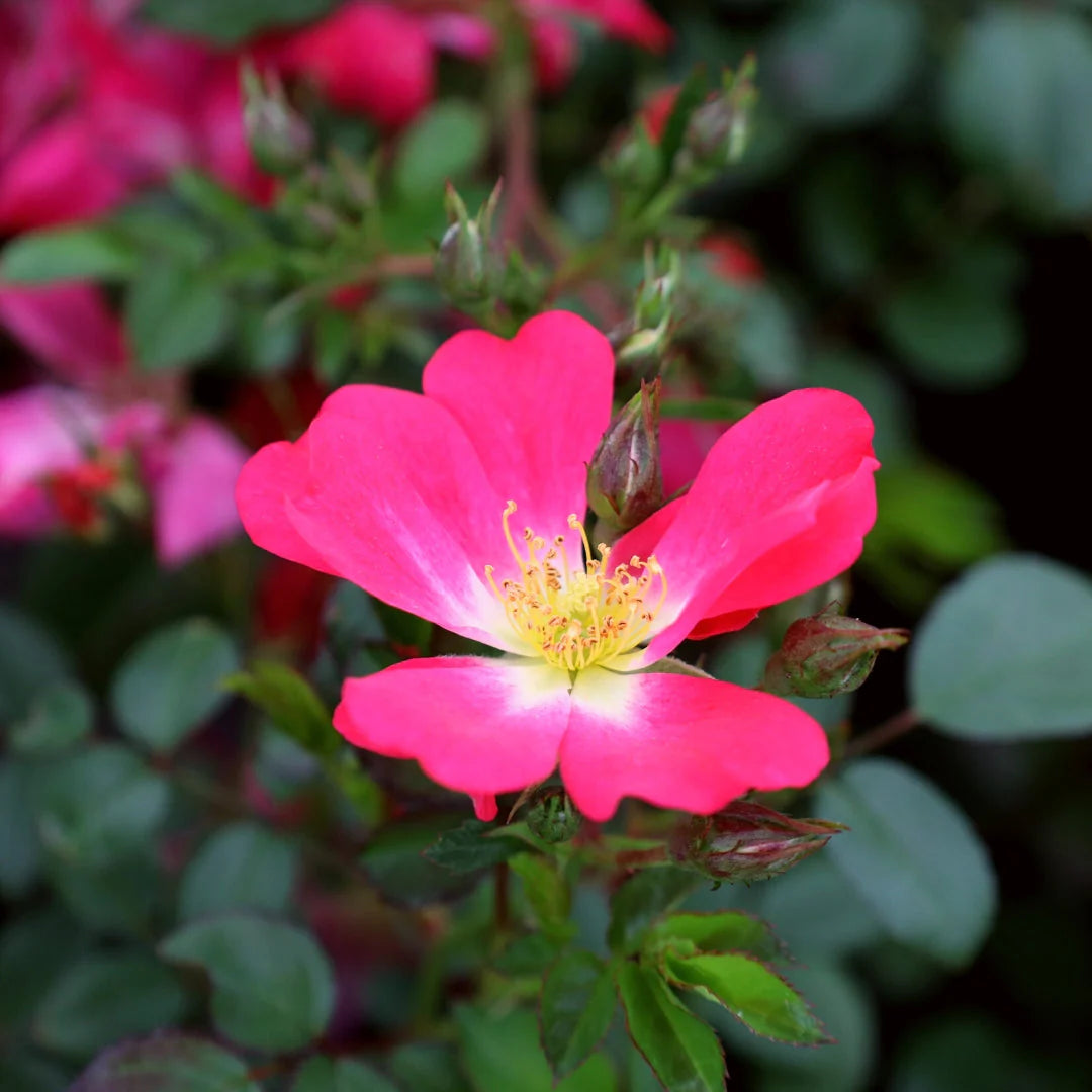 Pink Drift® Rose (ROSE DRIFT PINK) - 2 gallon