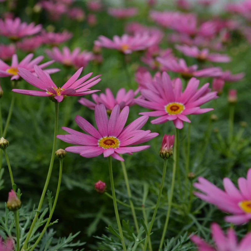 ANGEL PINK MARGUERITE DAISY 4in