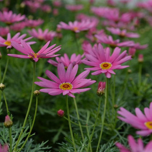 ANGEL PINK MARGUERITE DAISY 4in