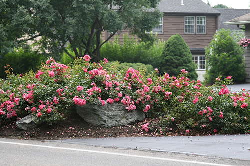 PINK SUPREME CARPET ROSE 2gal