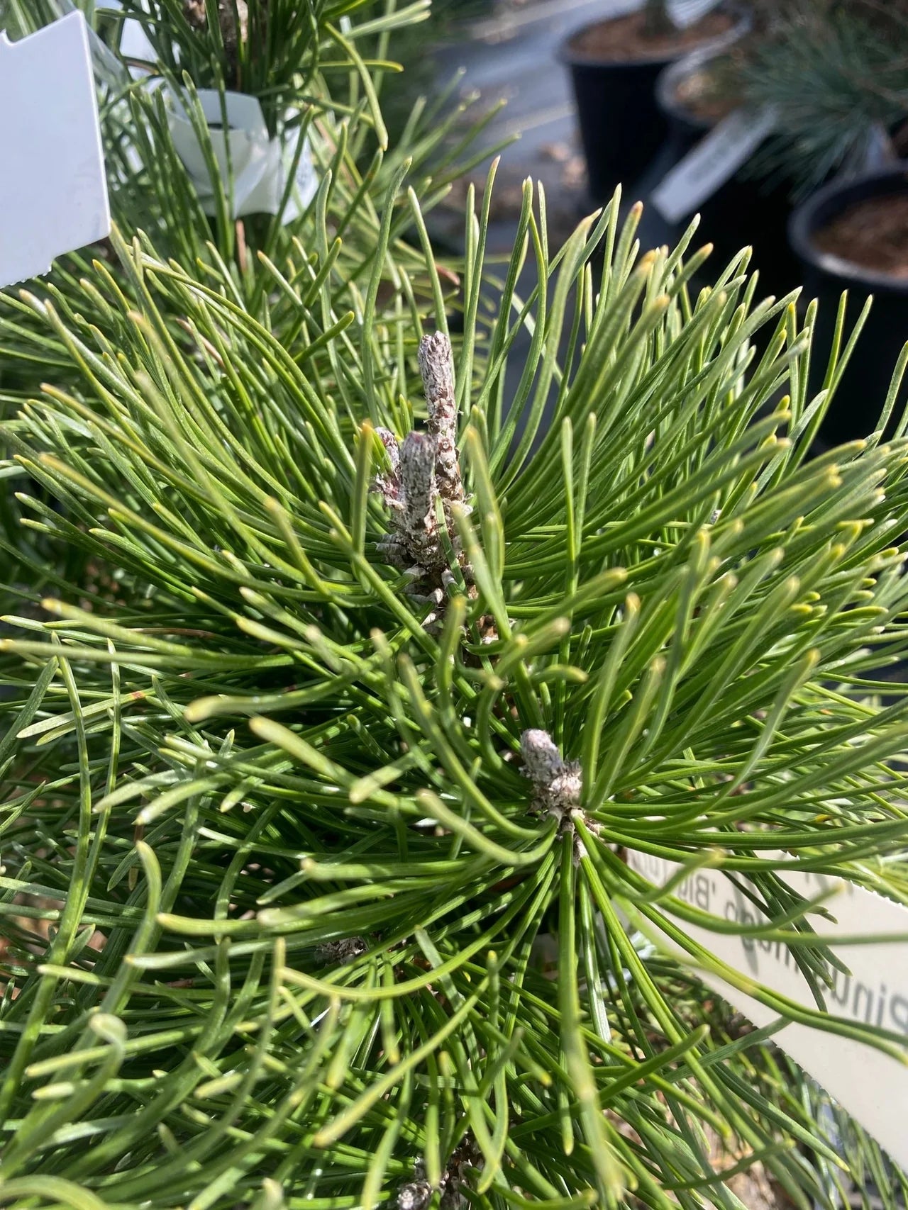 MUGO PINE 2gal