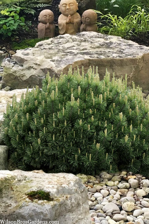 MOPS MUGO PINE 3gal