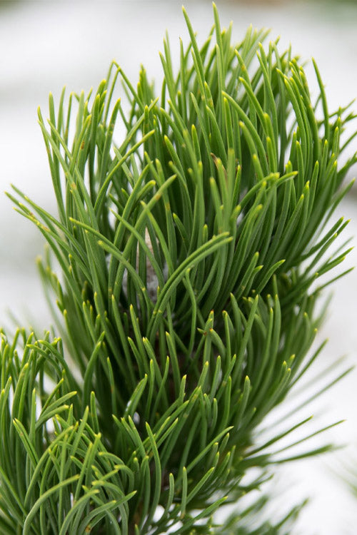 OREGON GREEN PINE TREE 7gal
