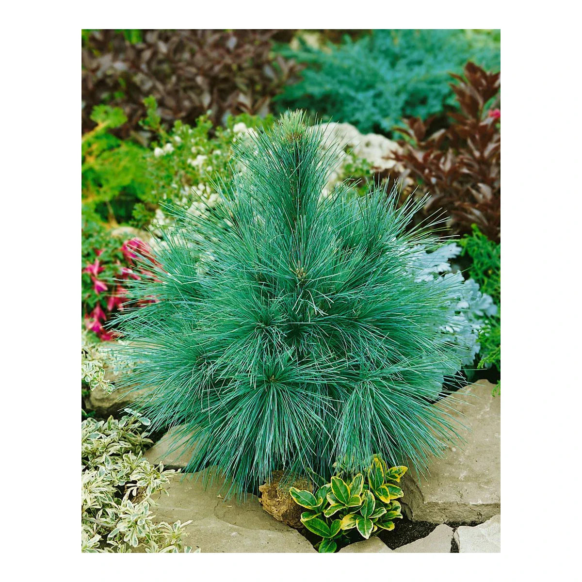 WIETHORST PINE TREE 3gal