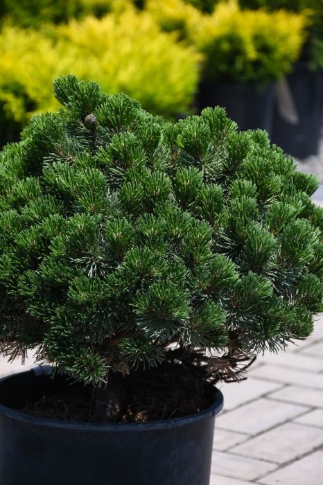 MUGO PINE 1gal