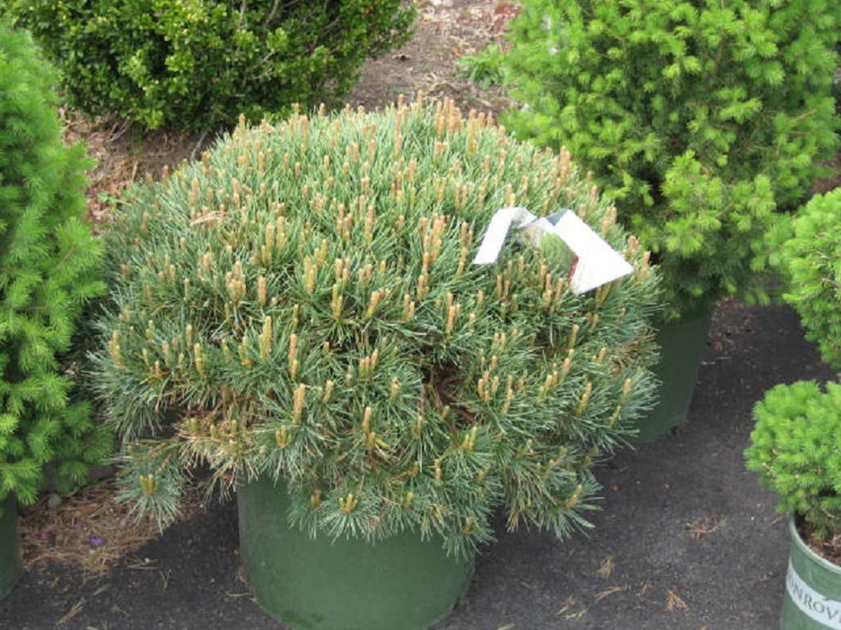 SCOTCH DWARF PINE 5gal