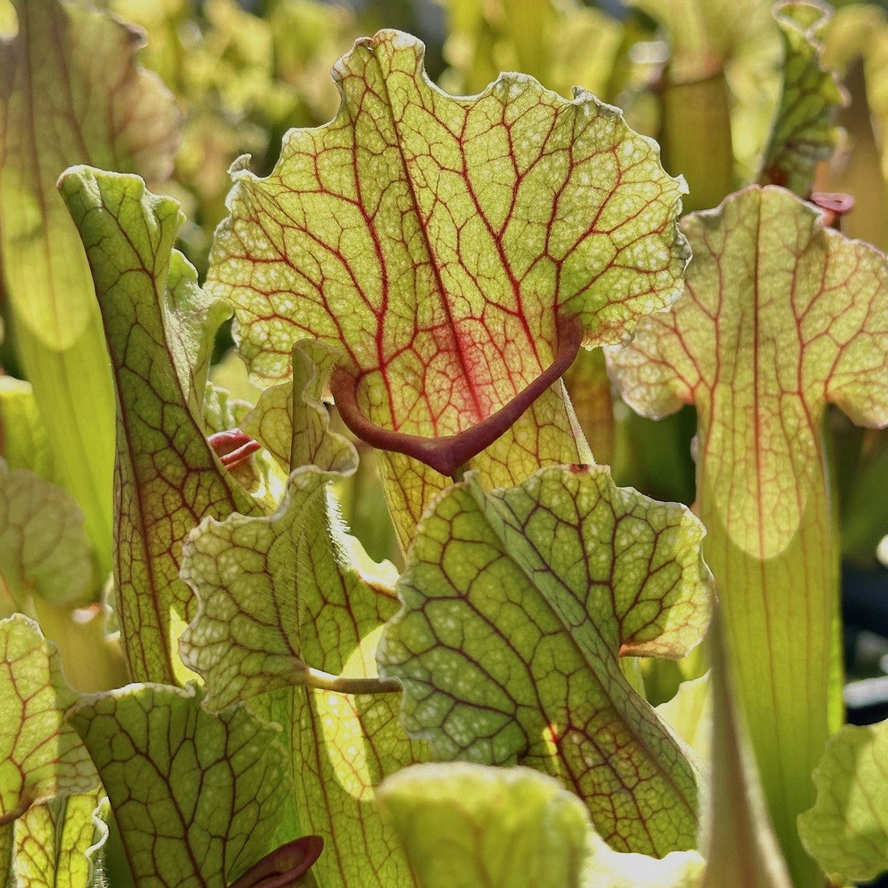WHITE WIZZARD PITCHER PLANT 6in