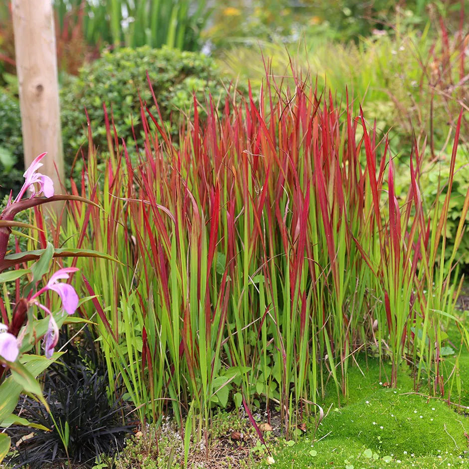 Japanese Blood Grass (GRASS - IMP. RED BARON) - 1 gallon