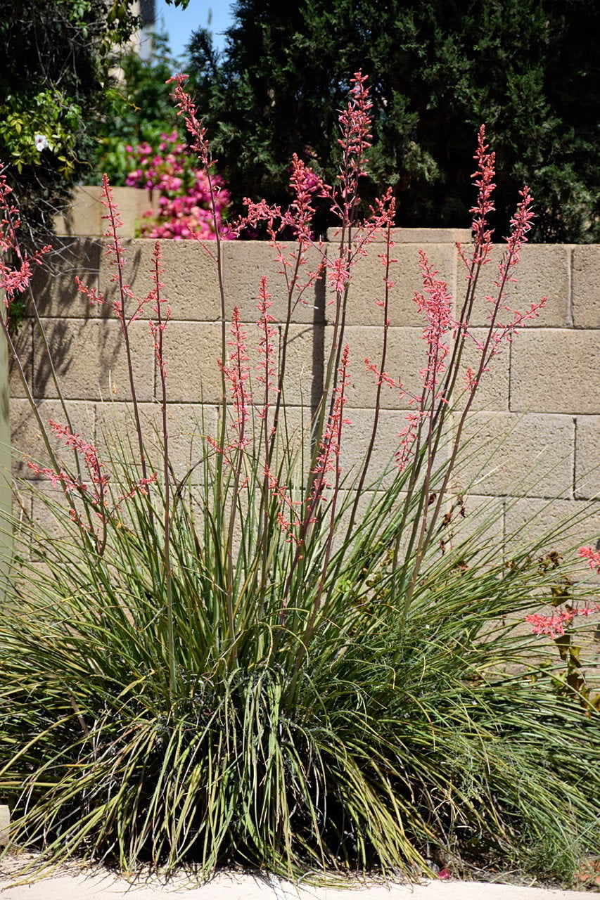 LITTLE GIANT YUCCA 5gal