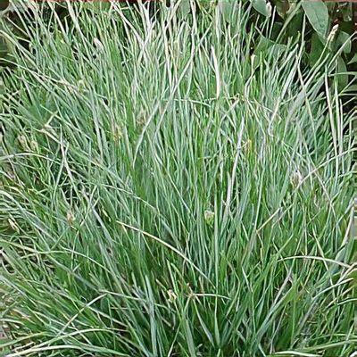 BLUE MOORE GRASS 1 GAL