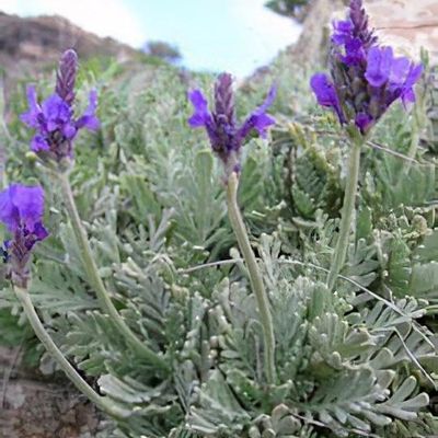 PINNATA LACELAF LAVENDER 1 GAL