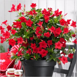 SUNDENIA RED MANDEVILLA 2gal
