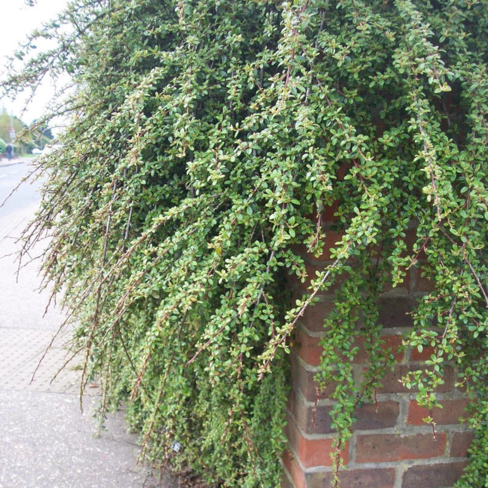 CORAL BEAUTY COTONEASTER 1gal