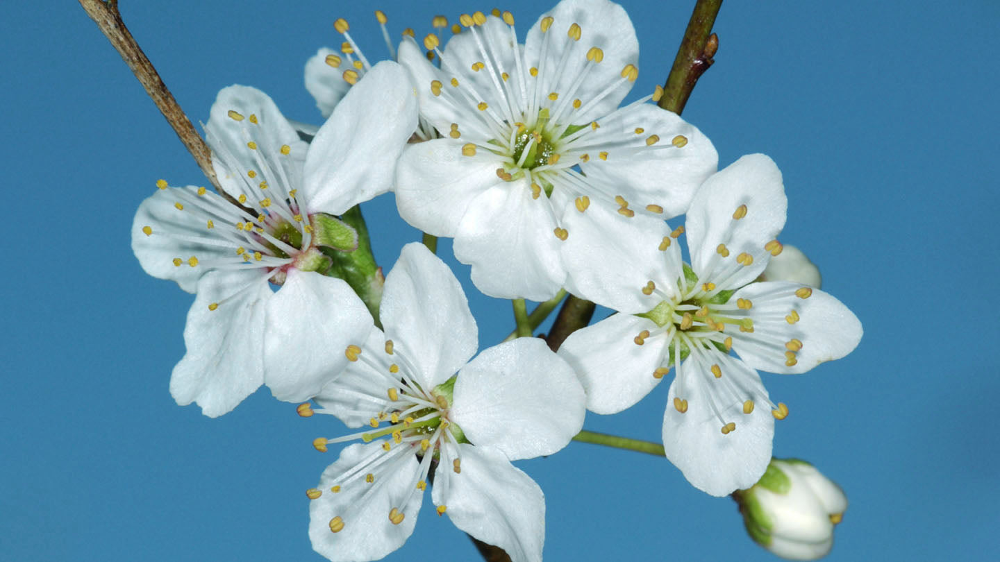 STANLEY PLUM TREE 7gal
