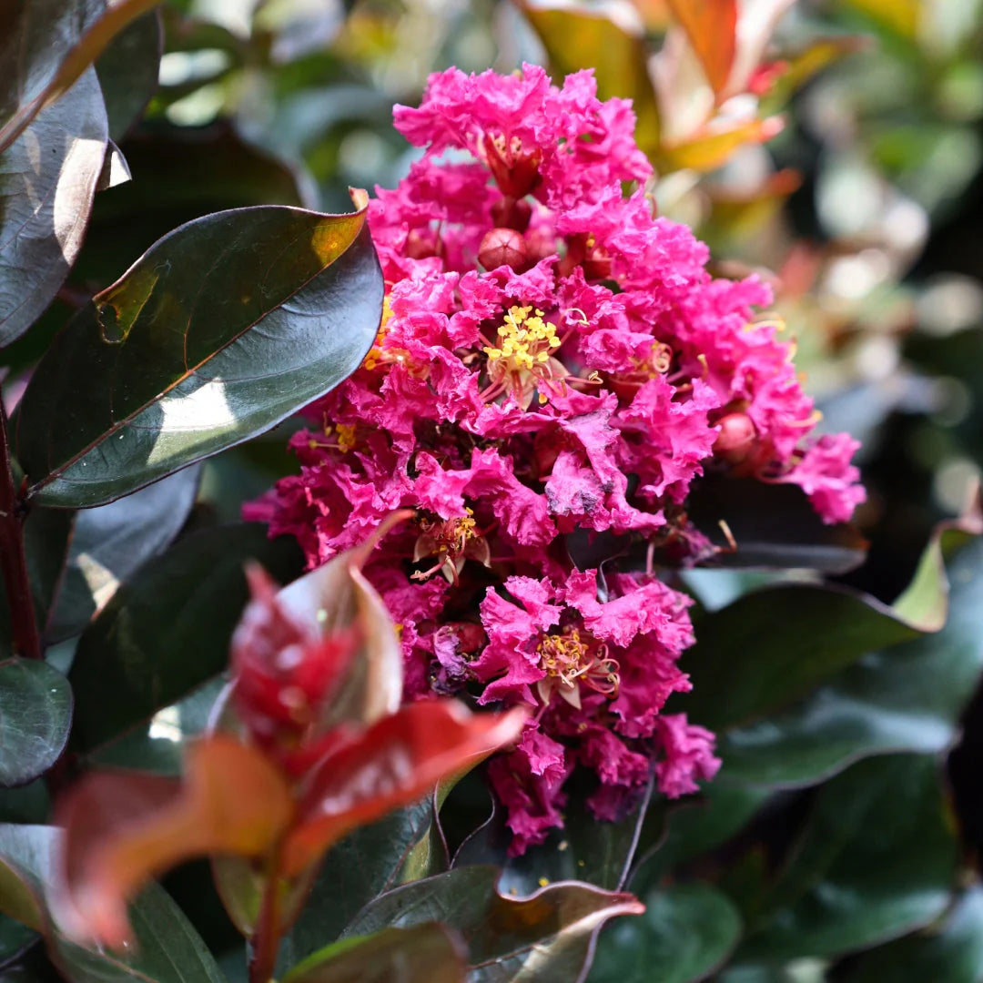 PLUM MAGIC CRAPE MYRTLE 2gal