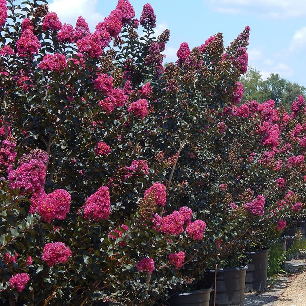 PLUM MAGIC CRAPE MYRTLE 2gal