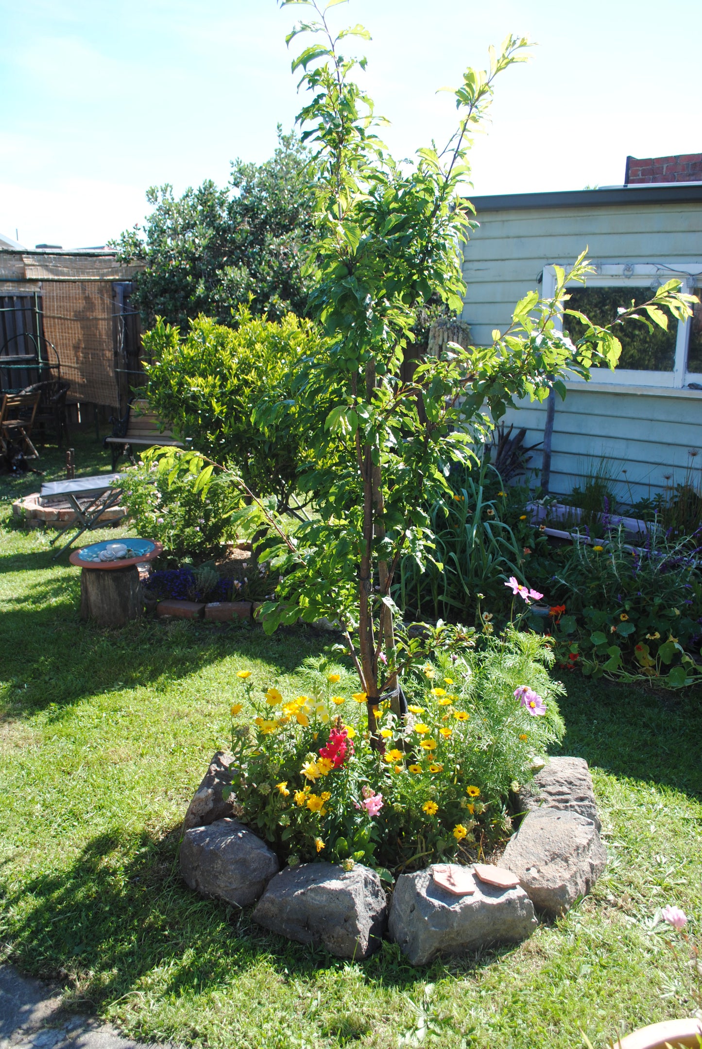 SATSUMA PLUM TREE 7gal